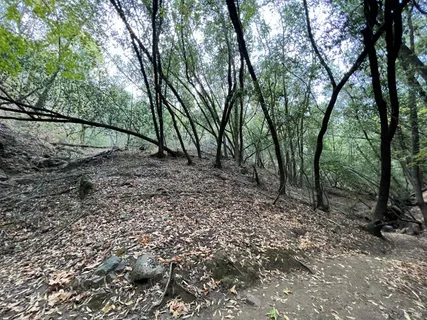 $99,900 | 0 Cypress Drive, Fairfax, CA 94930