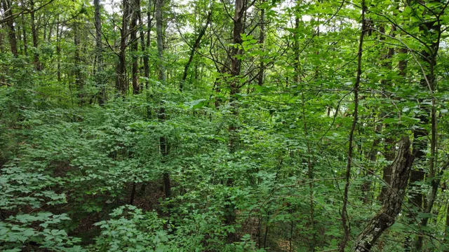 $19,900 | 0 Lakeside Drive, Smithville, TN 37166