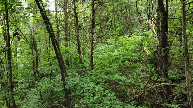 $19,900 | 0 Lakeside Drive, Smithville, TN 37166