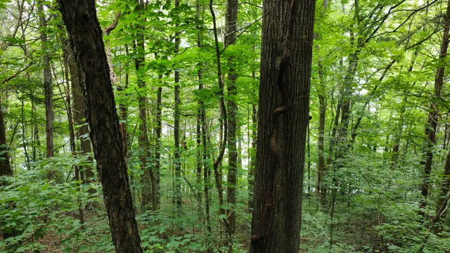 $19,900 | 0 Lakeside Drive, Smithville, TN 37166