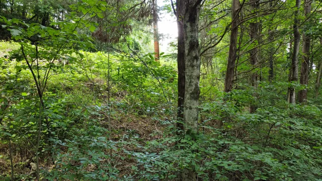 $19,900 | 0 Lakeside Drive, Smithville, TN 37166