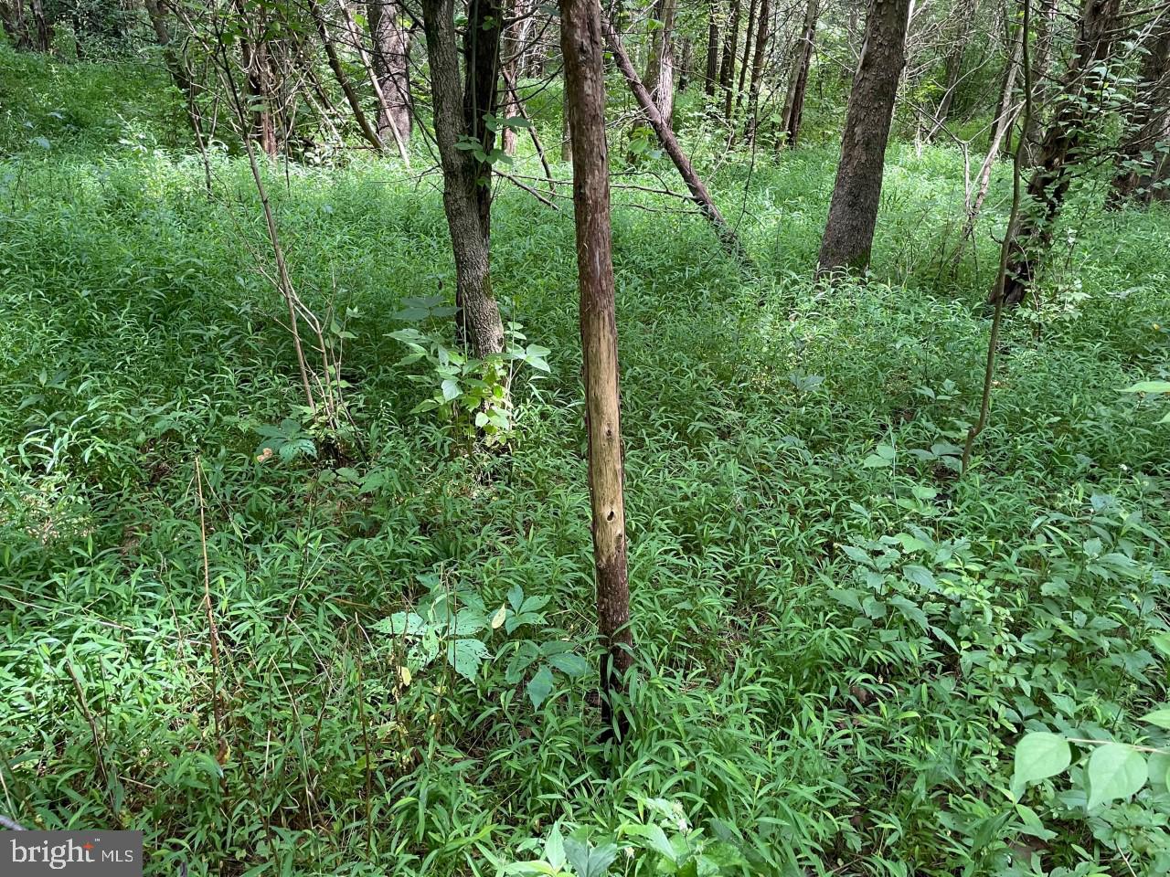 0 Starner Dam Road Taneytown, MD 21787 - Photo 31 of 42
