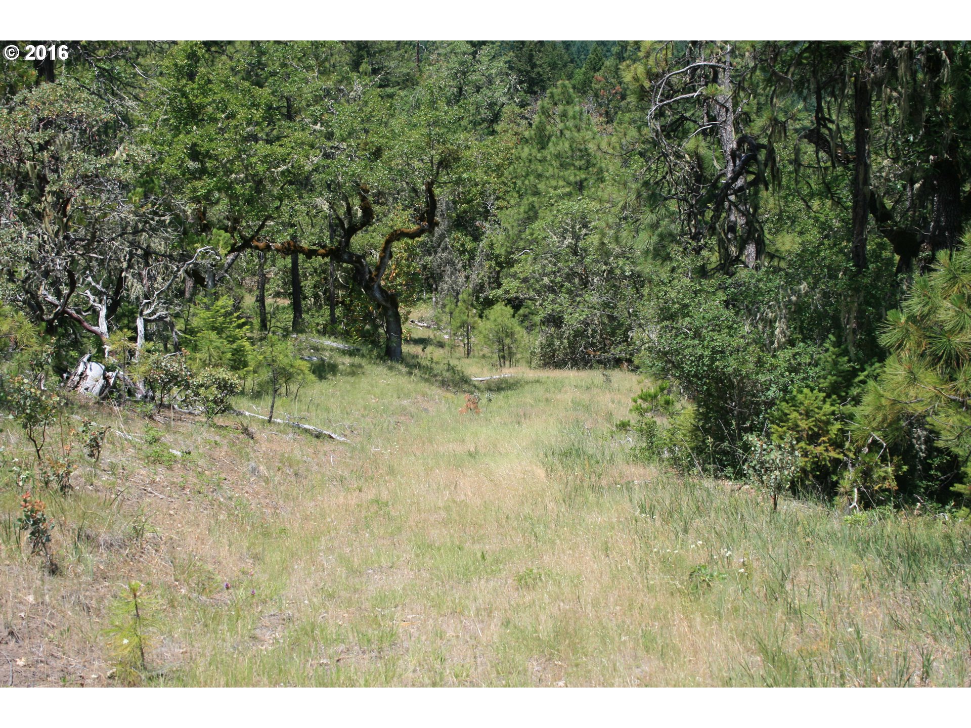 0 Citadel Road Trail, OR 97541 - Photo 15 of 15 a view of a yard with a tree