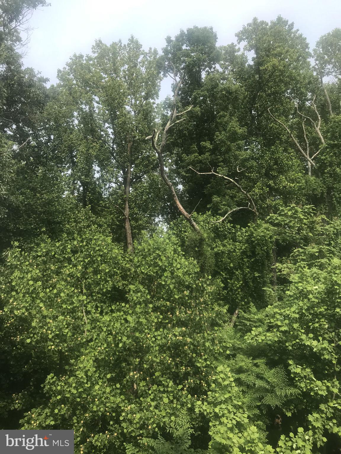 12320 Rosslare Ridge Road, Unit 304 Lutherville-Timonium, MD 21093 - Photo 48 of 48 Private & scenic view from deck of lush forrest