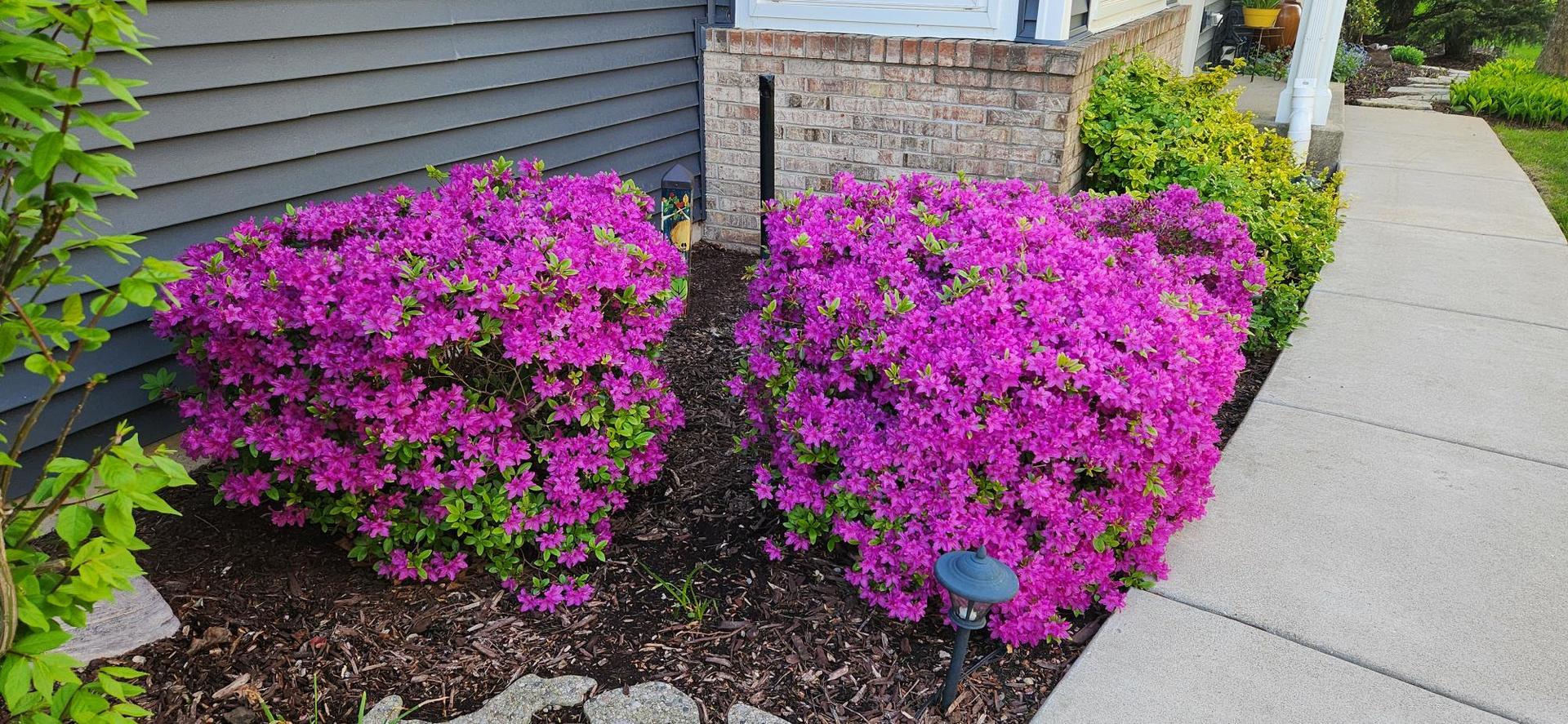 3819 Capri Court Naperville, IL 60564 - Photo 34 of 37 a view of a lot of flowers outside a house