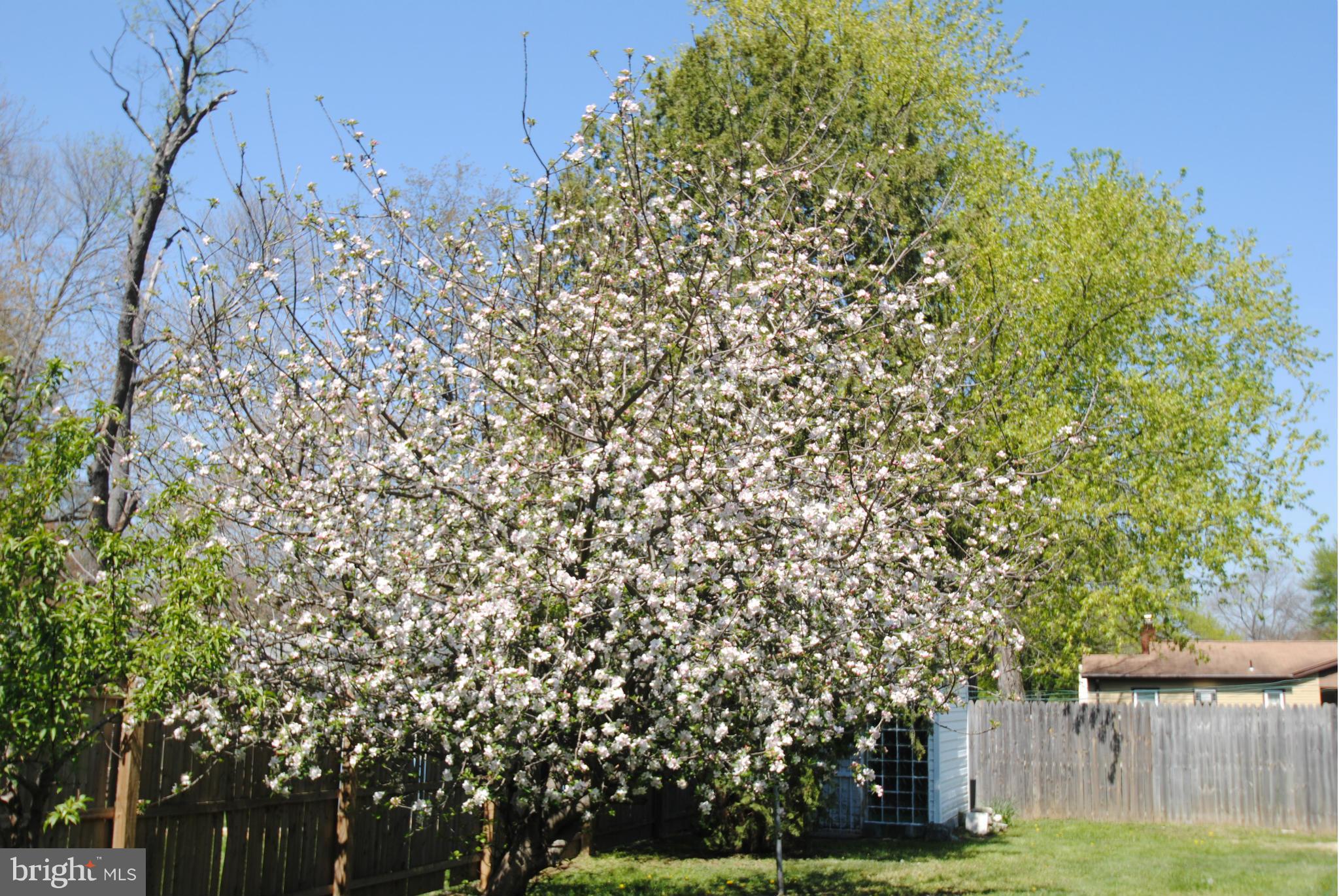 8110 Russell Road Alexandria, VA 22309 - Photo 25 of 29 Back Yard w/ shed