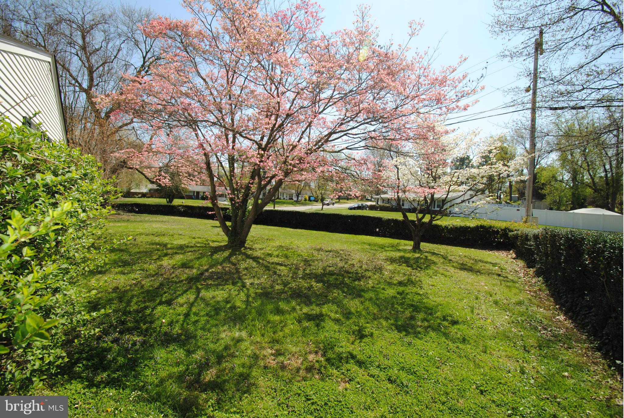 8110 Russell Road Alexandria, VA 22309 - Photo 28 of 29 More of the privacy hedge!