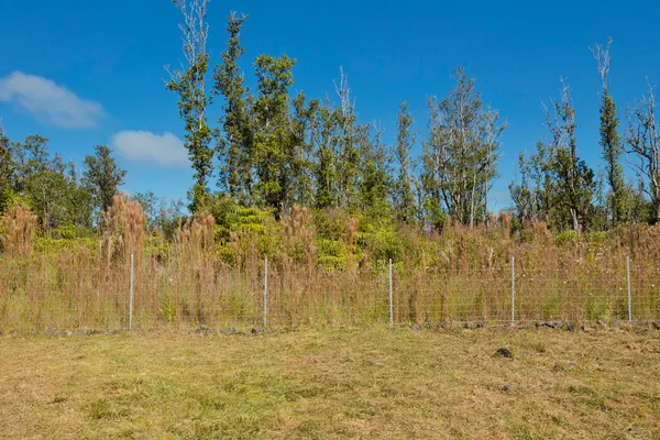 a view of beach with large trees
