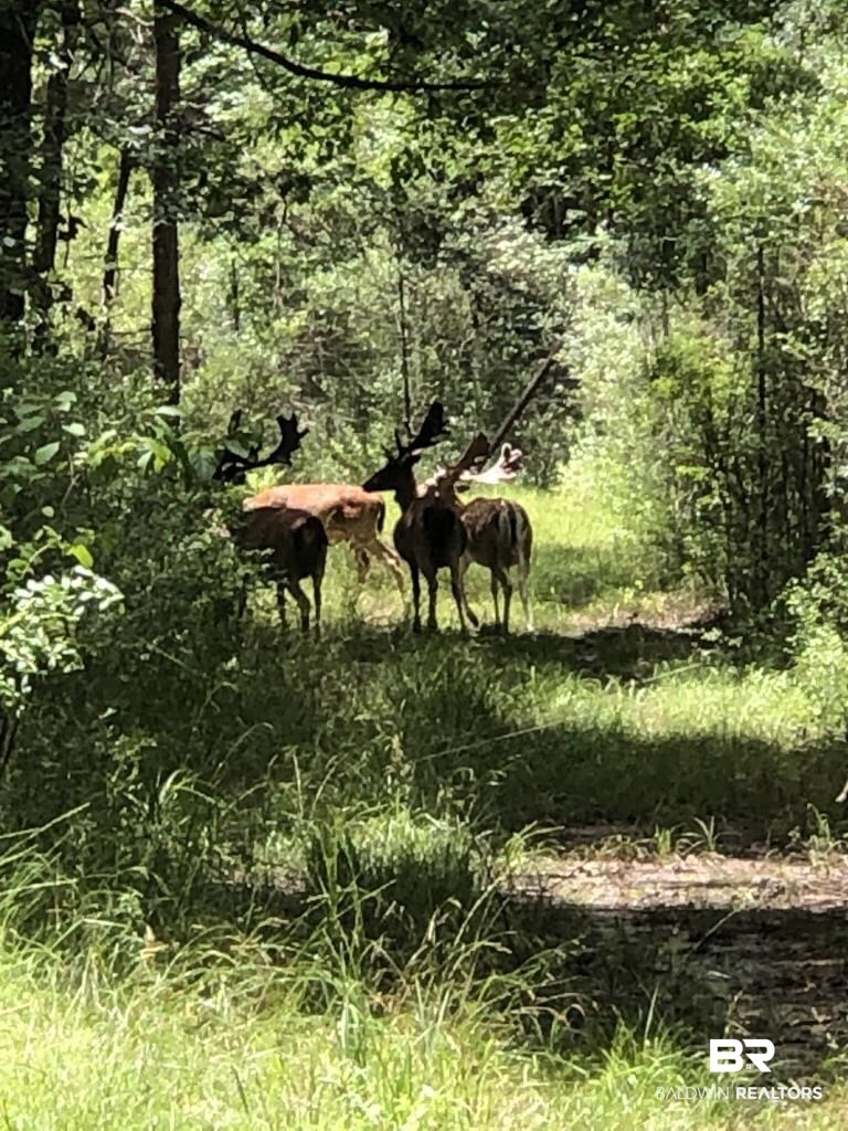 0 Bud Odom Road Deer Park, AL 36529 - Photo 16 of 50