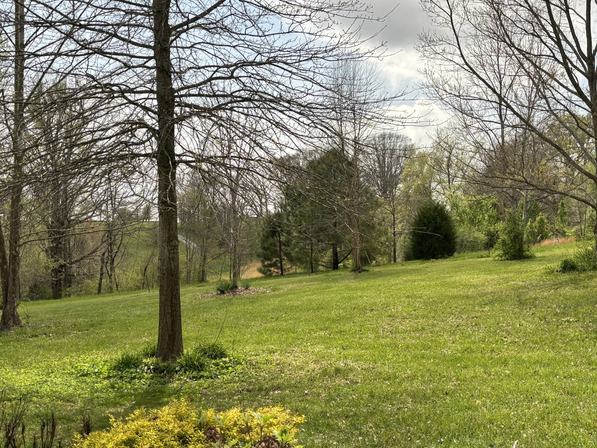 204 Revilo Road Leoma, TN 38468 - Photo 4 of 19 a view of outdoor space with trees all around