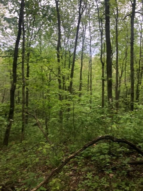 887 Swicegood Road Crossville, TN 38571 - Photo 11 of 19
