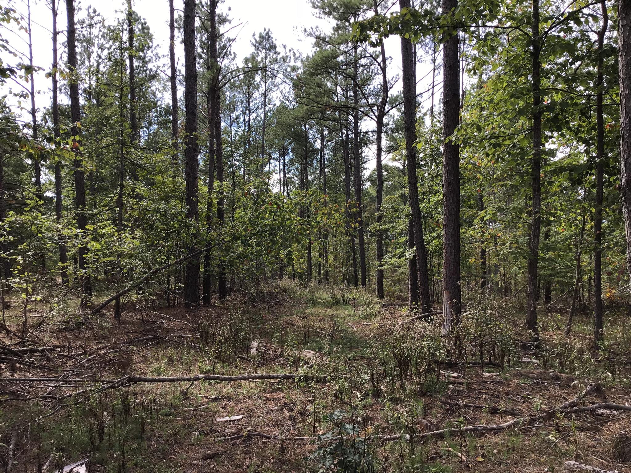 0 Sassafras Ridge Road Linden, TN 37096 - Photo 2 of 9 a view of a forest with trees in the background