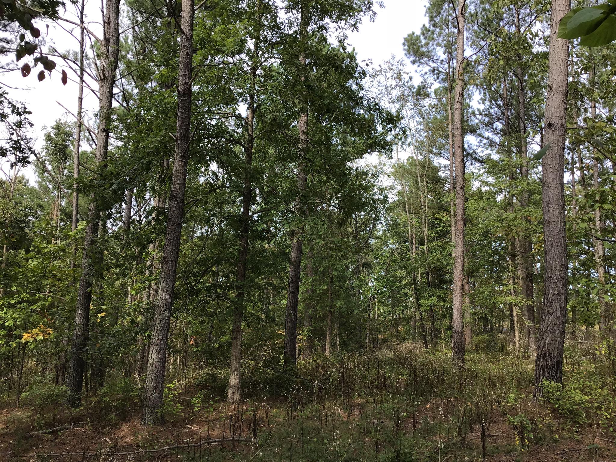 0 Sassafras Ridge Road Linden, TN 37096 - Photo 3 of 9 a view of forest