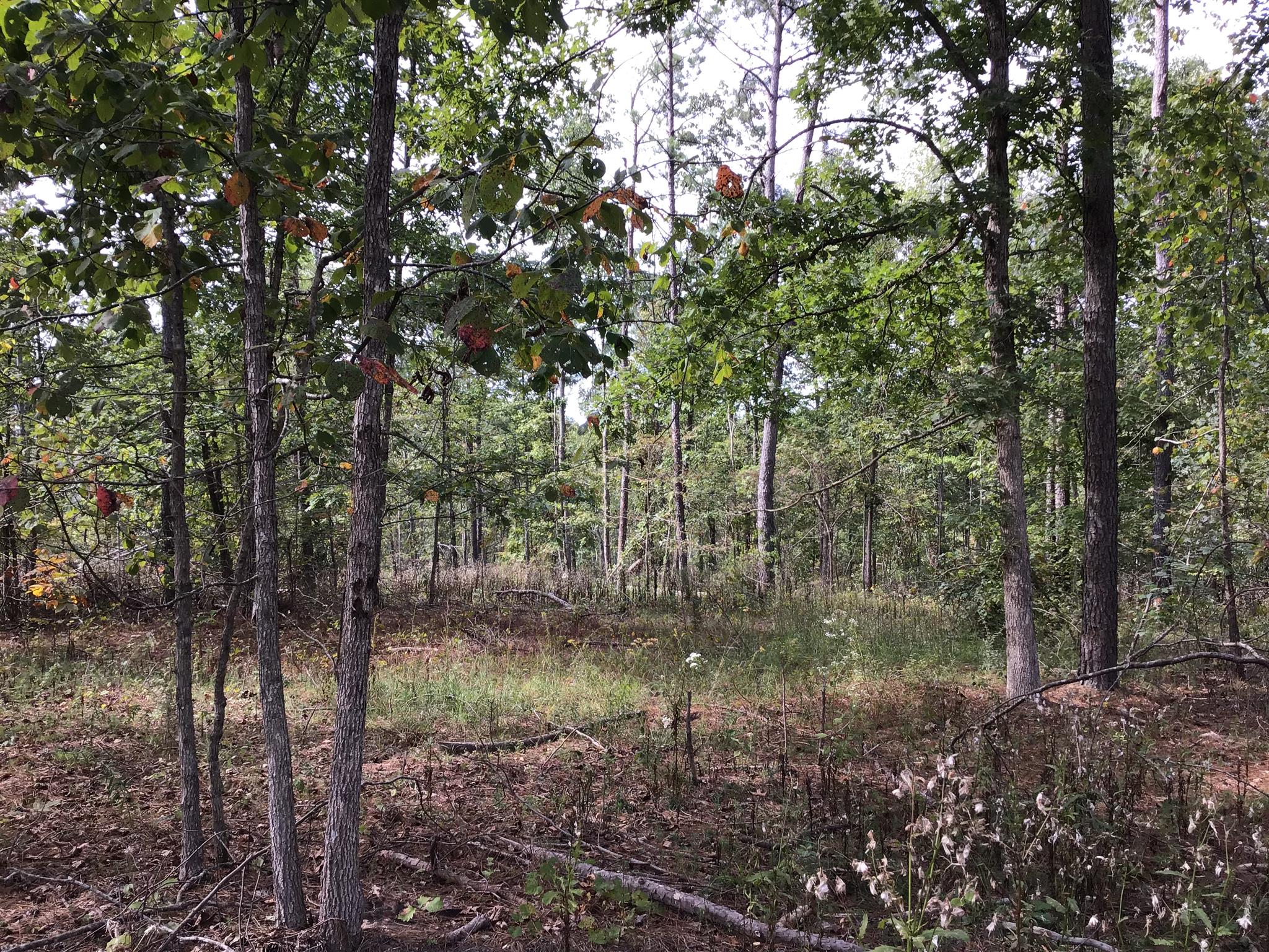 0 Sassafras Ridge Road Linden, TN 37096 - Photo 4 of 9 a view of a forest with lots of trees