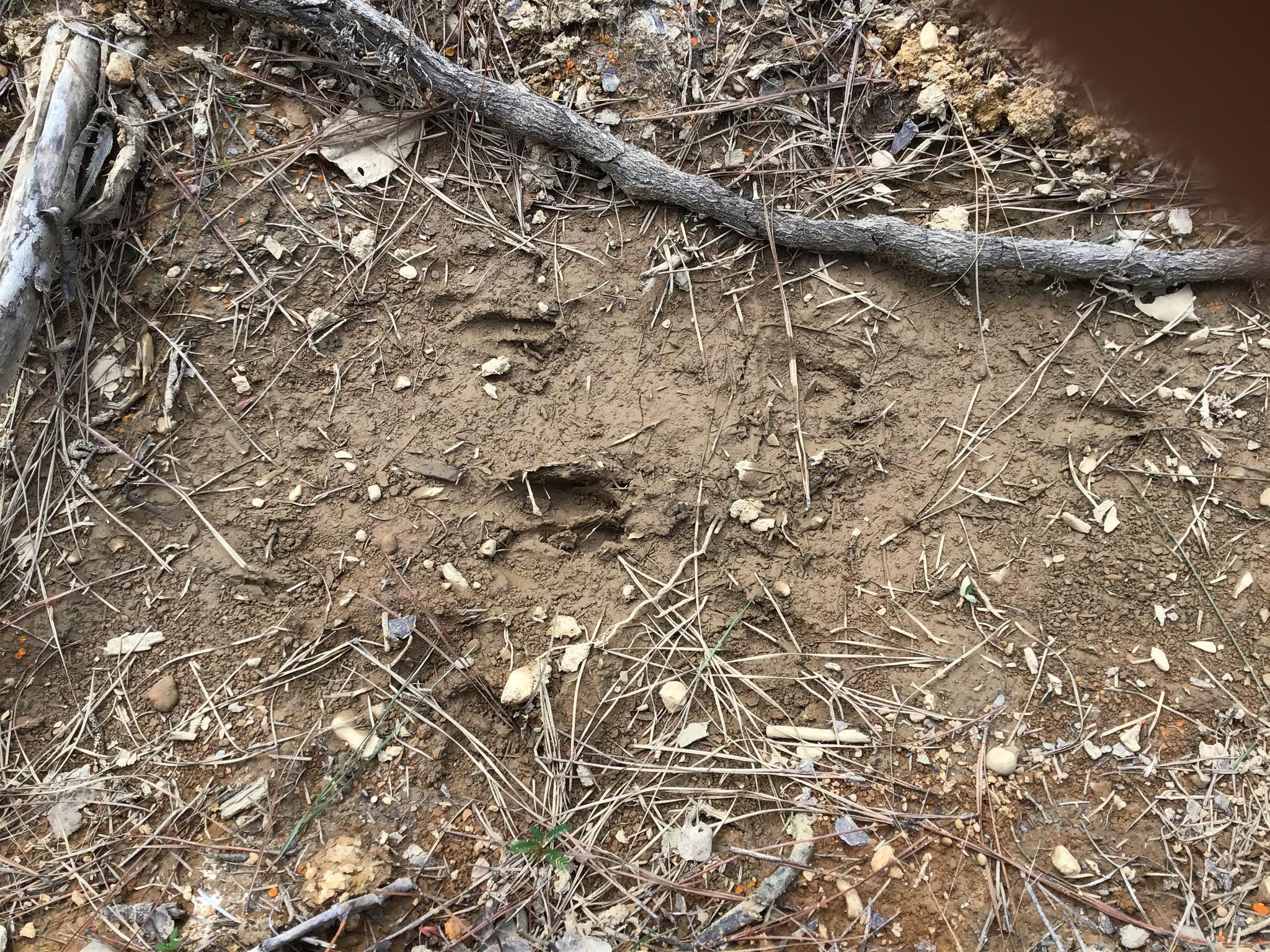 0 Sassafras Ridge Road Linden, TN 37096 - Photo 6 of 9