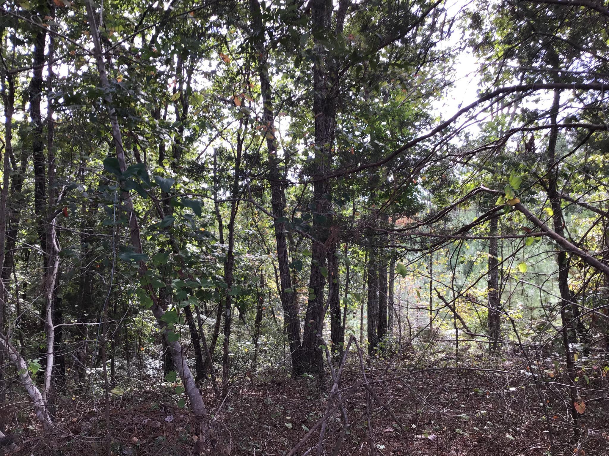 0 Sassafras Ridge Road Linden, TN 37096 - Photo 7 of 9 a view of forest