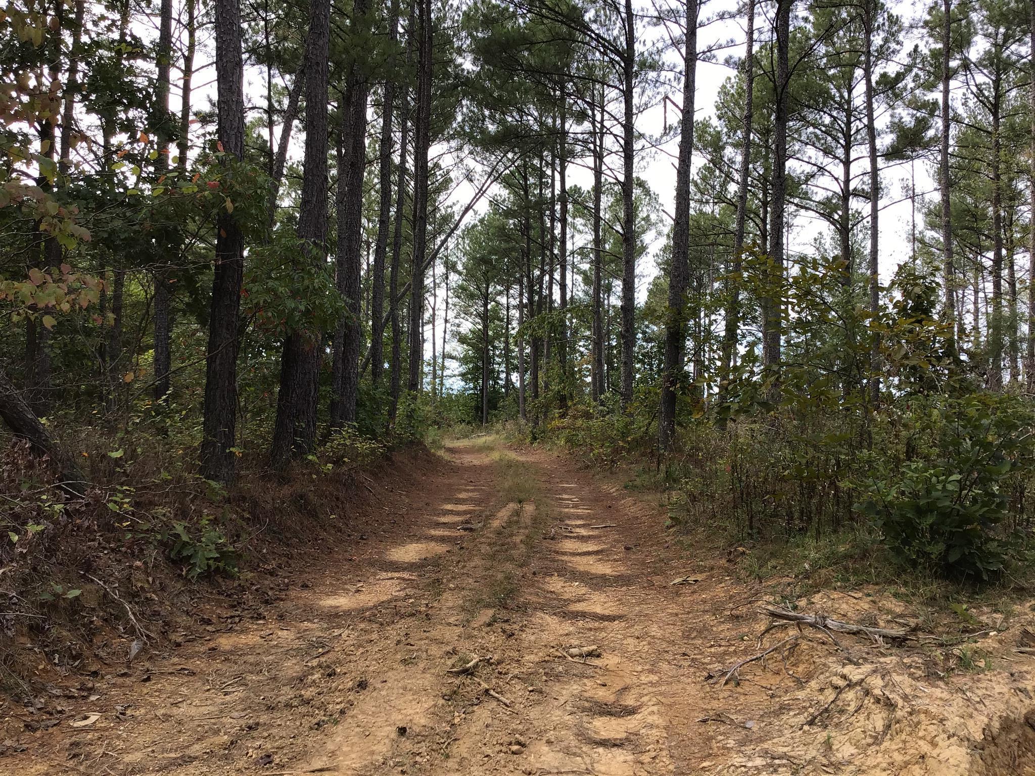 0 Sassafras Ridge Road Linden, TN 37096 - Photo 8 of 9 a view of a forest with trees in the background