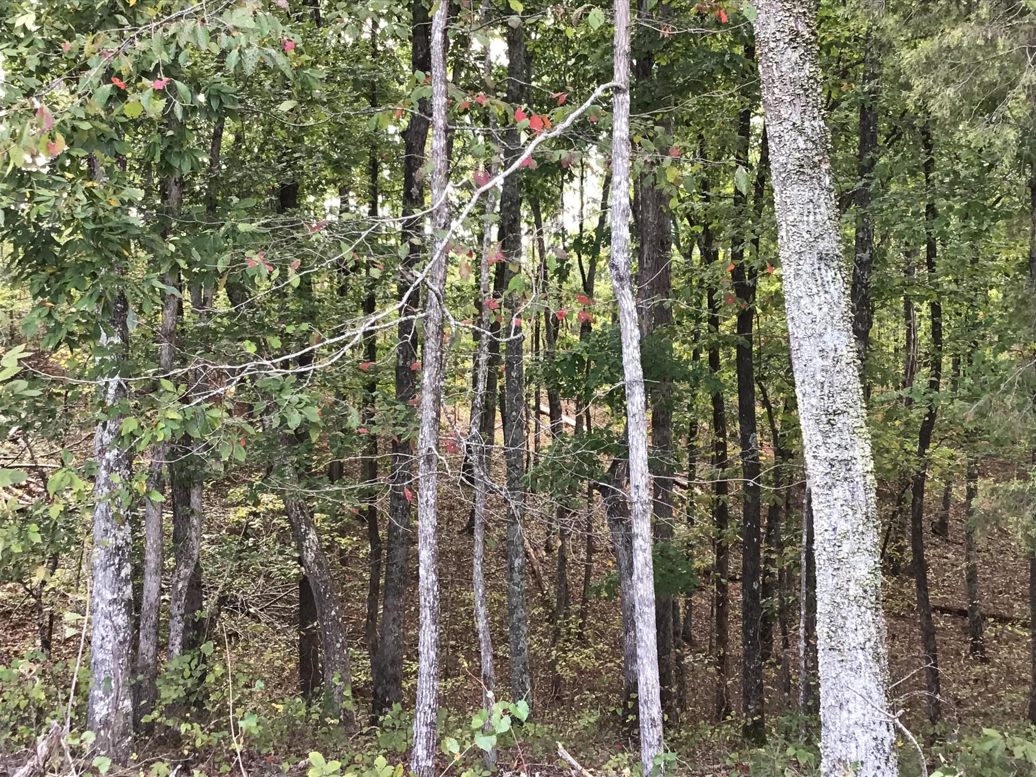 0 Sassafras Ridge Road Linden, TN 37096 - Photo 9 of 9 a view of a city from a tree