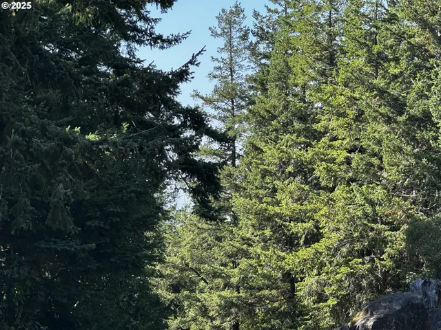 a view of a tree in a yard