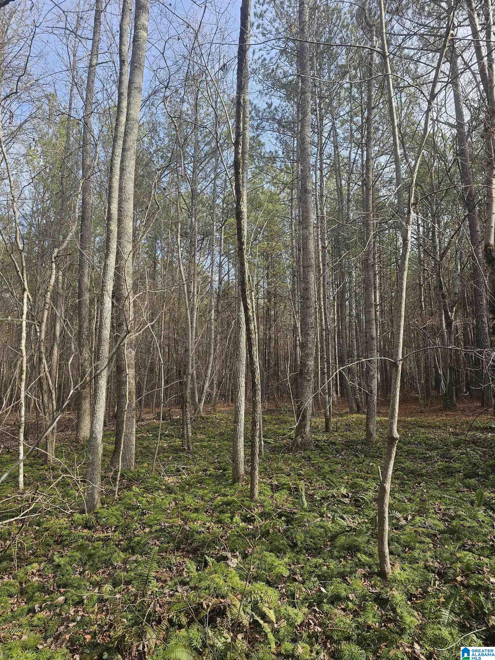 15 County Road 15, Unit 3 92 Heflin, AL 36264 - Photo 5 of 11