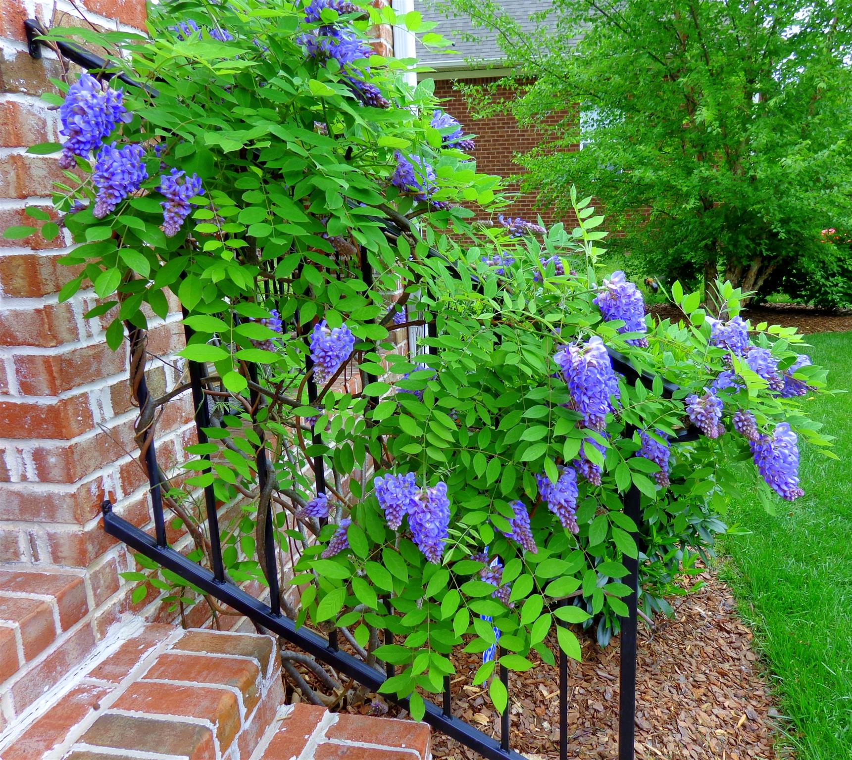 1226 White Rock Road Spring Hill, TN 37174 - Photo 20 of 20 a flower view