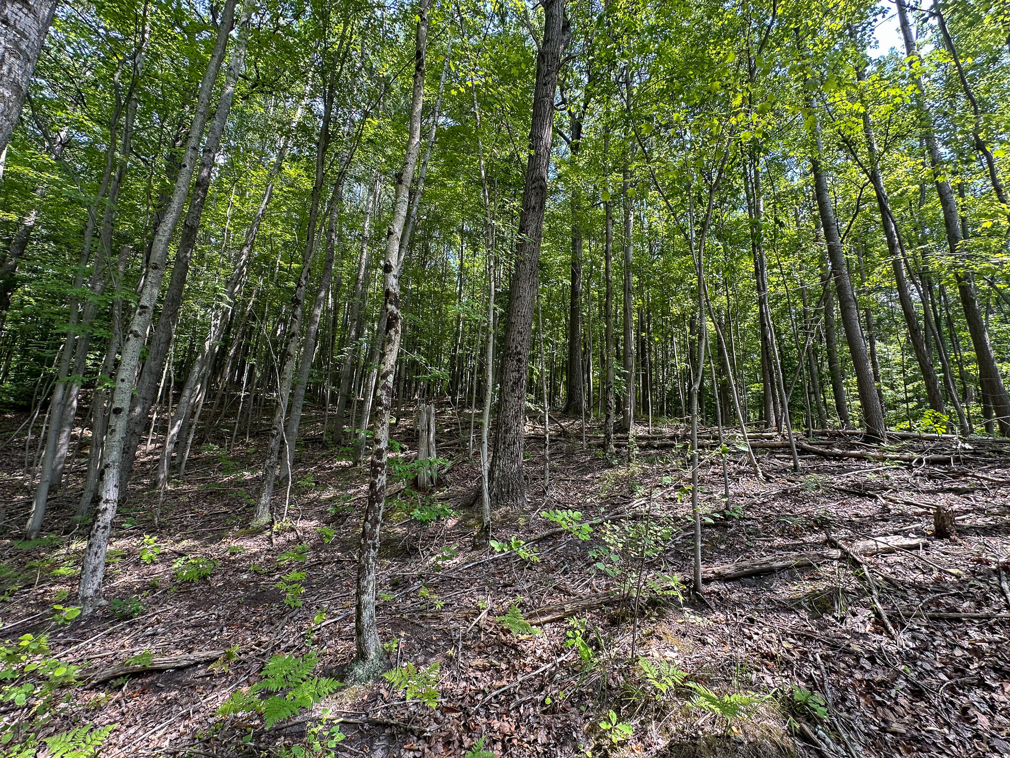 40 80th Avenue Rodney, MI 49342 - Photo 26 of 41 Thin ridge
