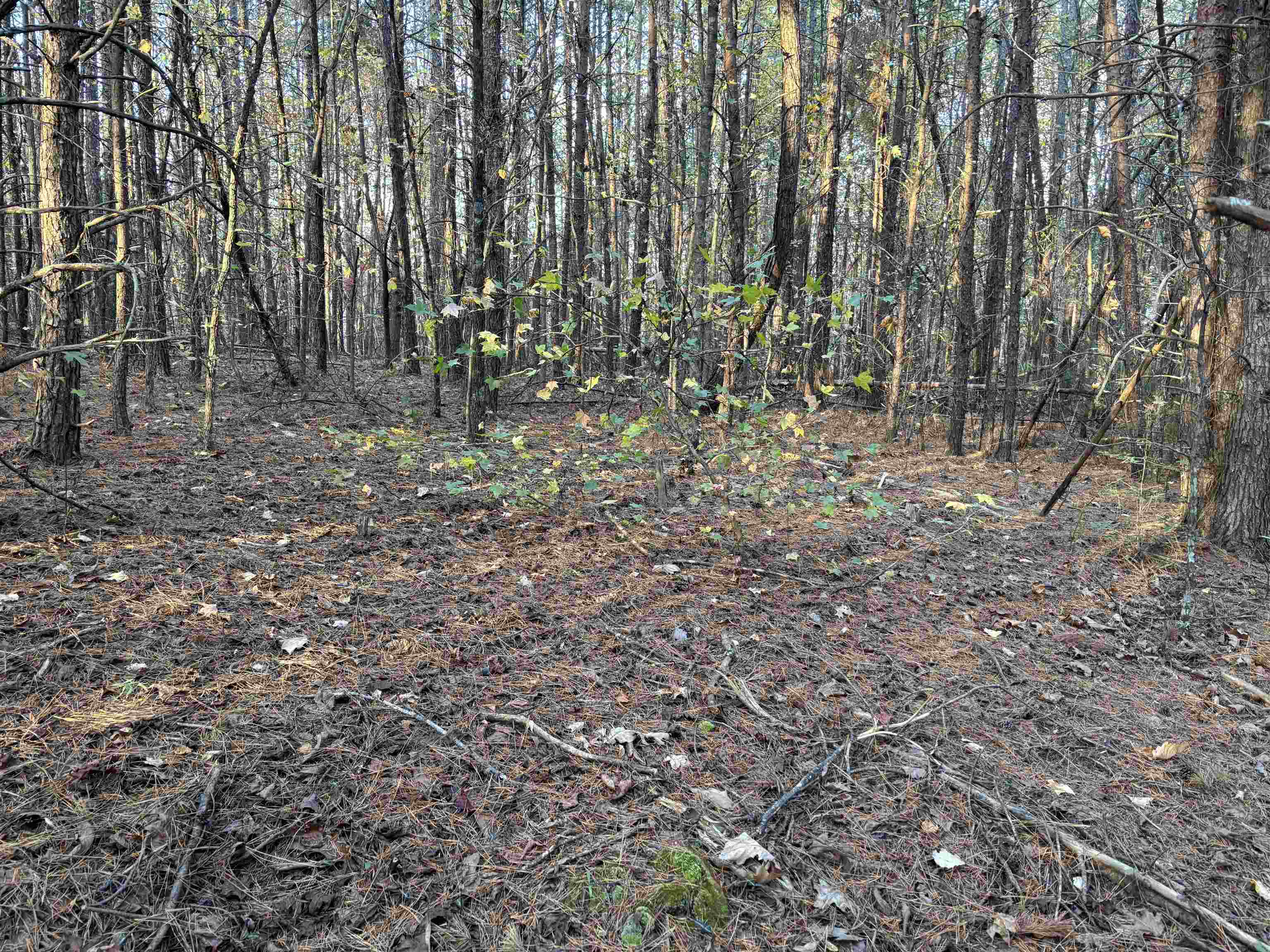1940 Pleasant Hill Road Greer, SC 29651 - Photo 6 of 18