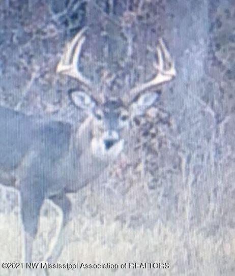 Benton Deer
