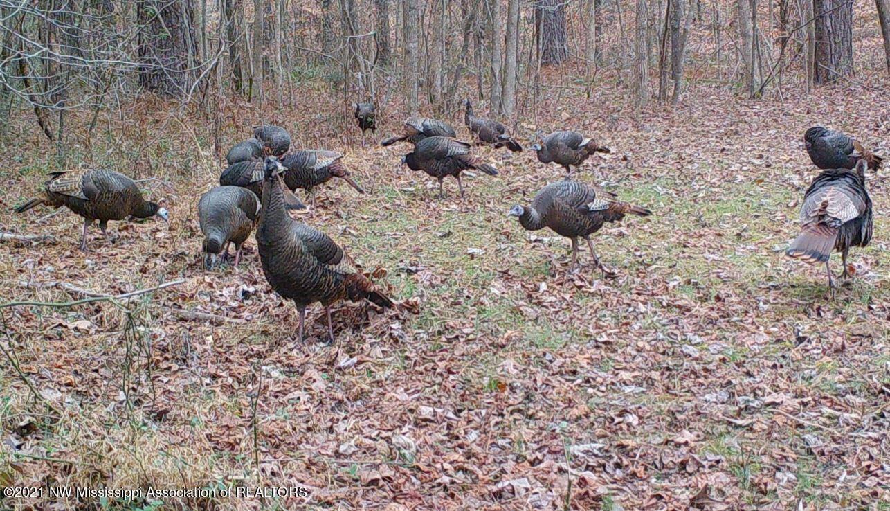 turkey 2