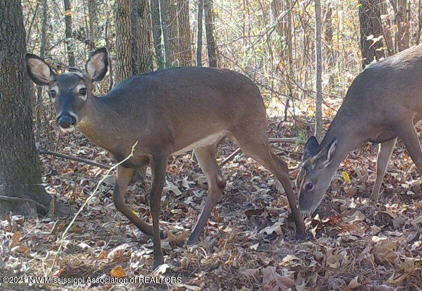 Benton deer black marking