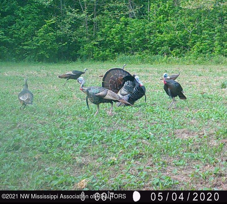 240 Om Cox Road Potts Camp, MS 38659 - Photo 10 of 35 turkey