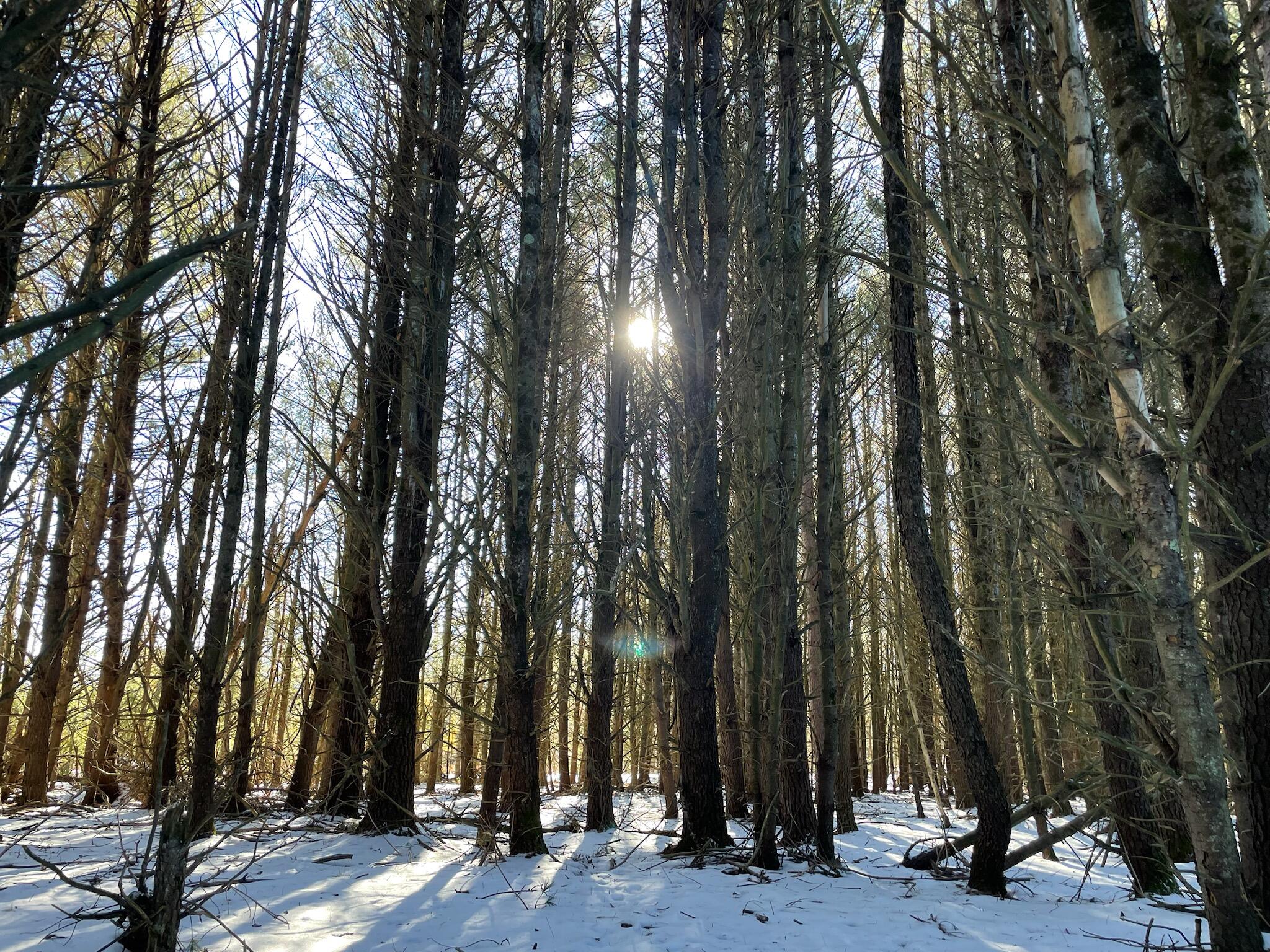 10652 North River Road, Unit D Irons, MI 49644 - Photo 12 of 31 IMG_5072.heic