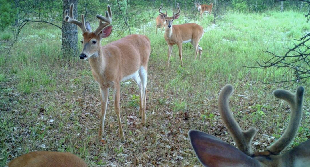 10652 North River Road, Unit D Irons, MI 49644 - Photo 24 of 31 Screen Shot 2021-08-02 at 4.36.43 PM