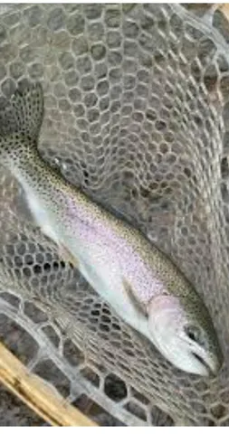 $189,000 | 10652 North River Road, Unit D, Irons, MI 49644