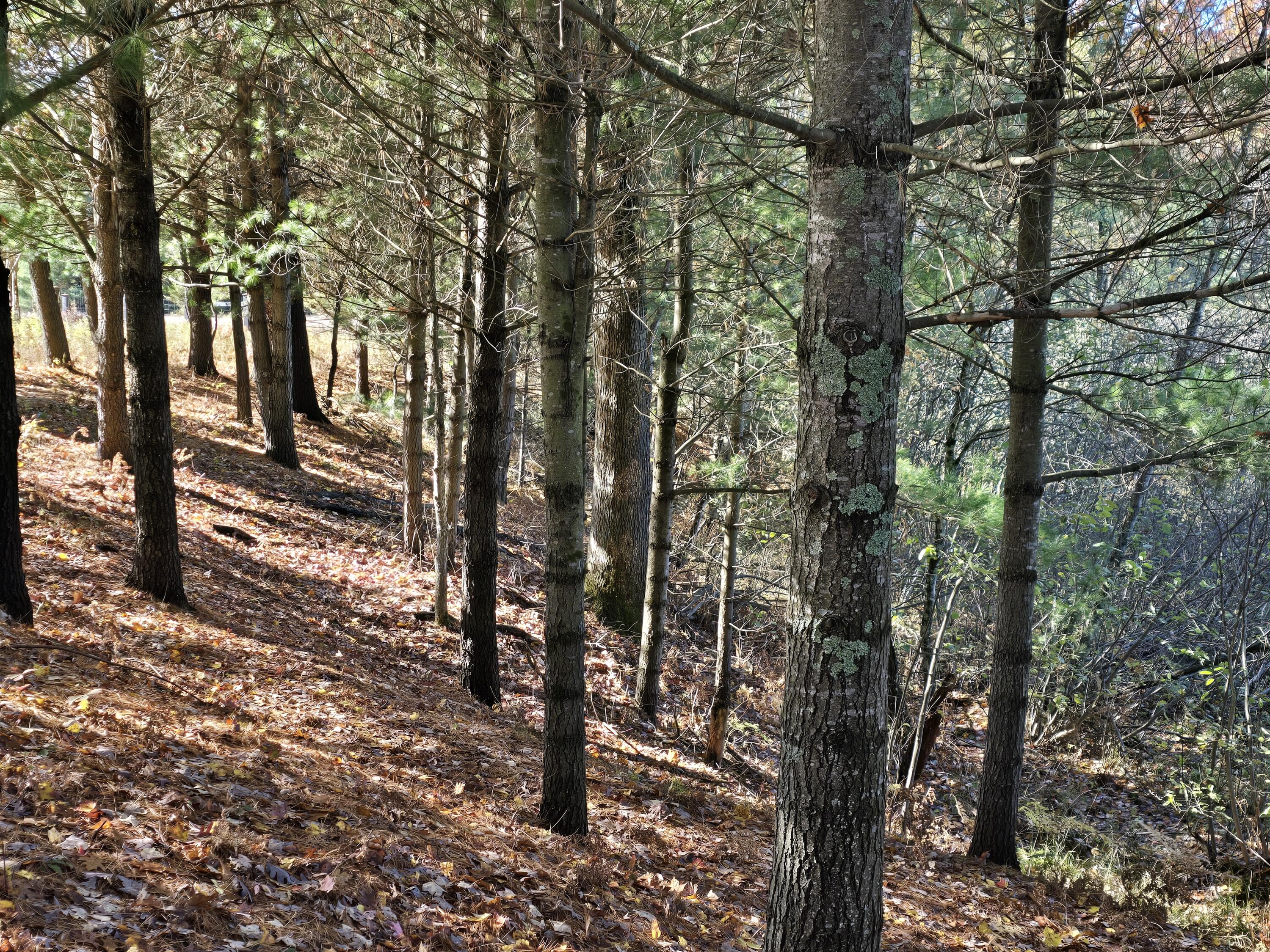 10652 North River Road, Unit D Irons, MI 49644 - Photo 4 of 31 20251025_121757