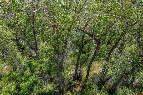 a view of a lush green forest