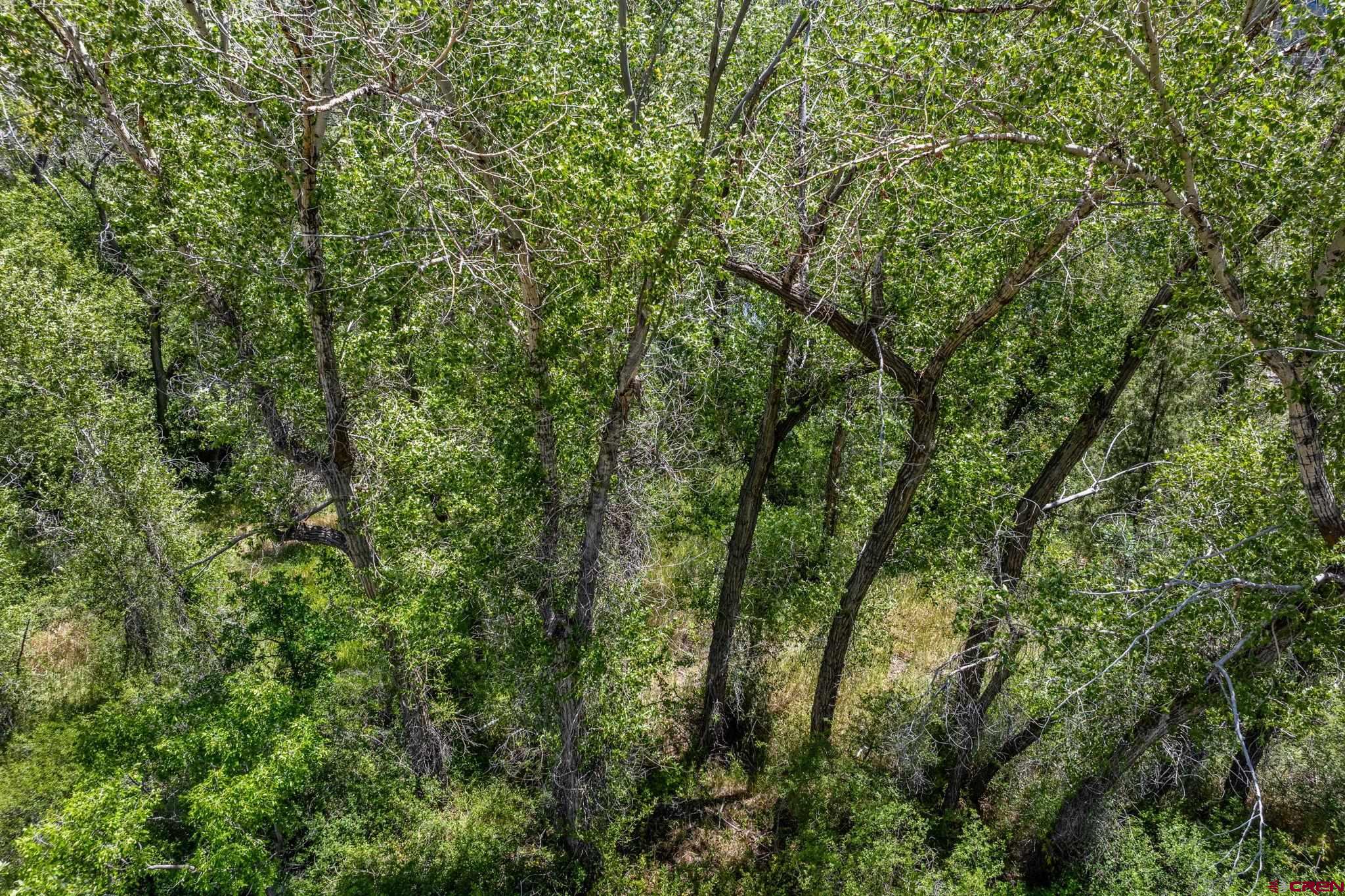 1110 Animas View Drive Durango, CO 81301 - Photo 28 of 32 a view of a lush green forest