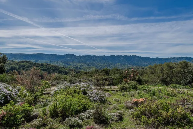 a view of a lush green forest with a mountain