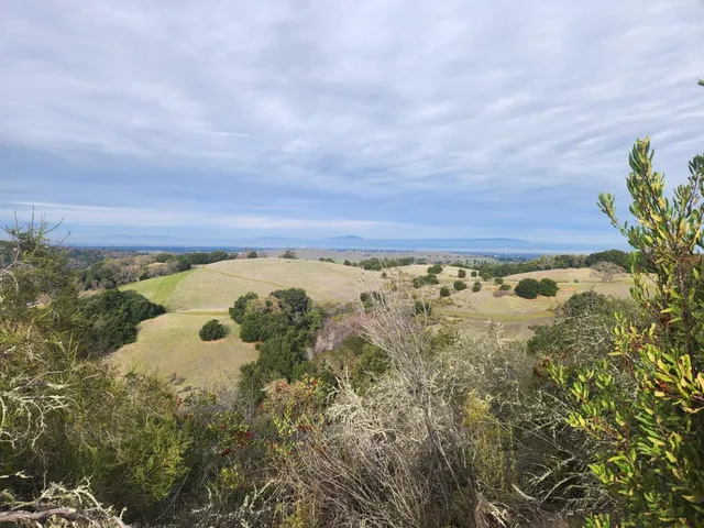 a view of a forest with a tree