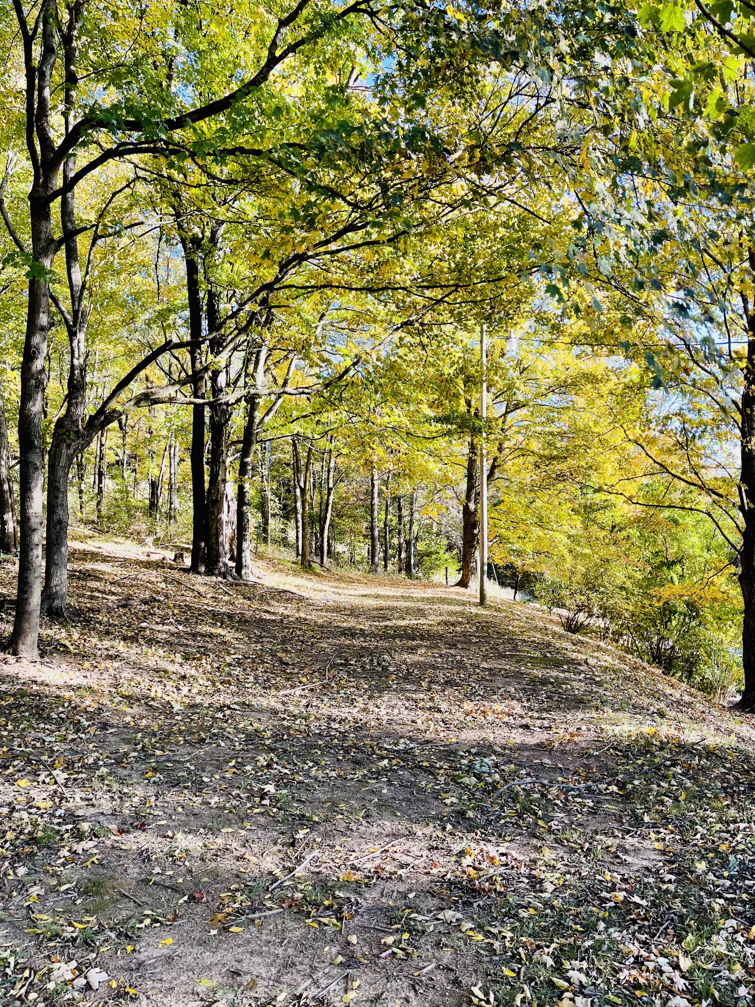 830 Red Hill Road Normandy, TN 37360 - Photo 10 of 56 a view of a yard with trees