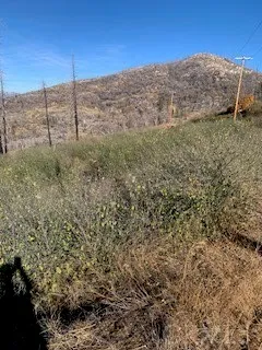 a view of a dry yard with mountains in the background