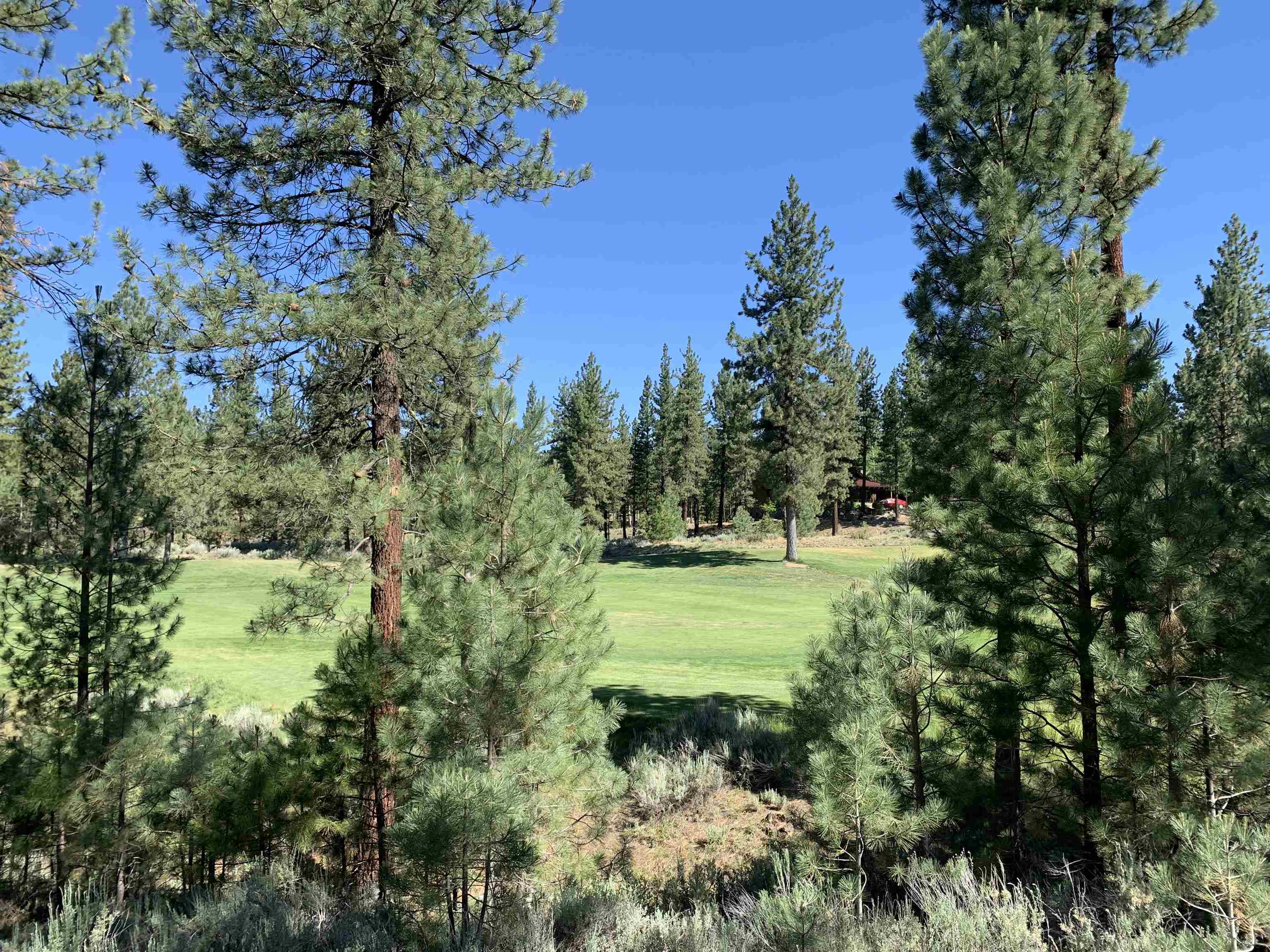 2104 Grizzly Ranch Road Portola, CA 96122 - Photo 2 of 13 a view of a garden with trees
