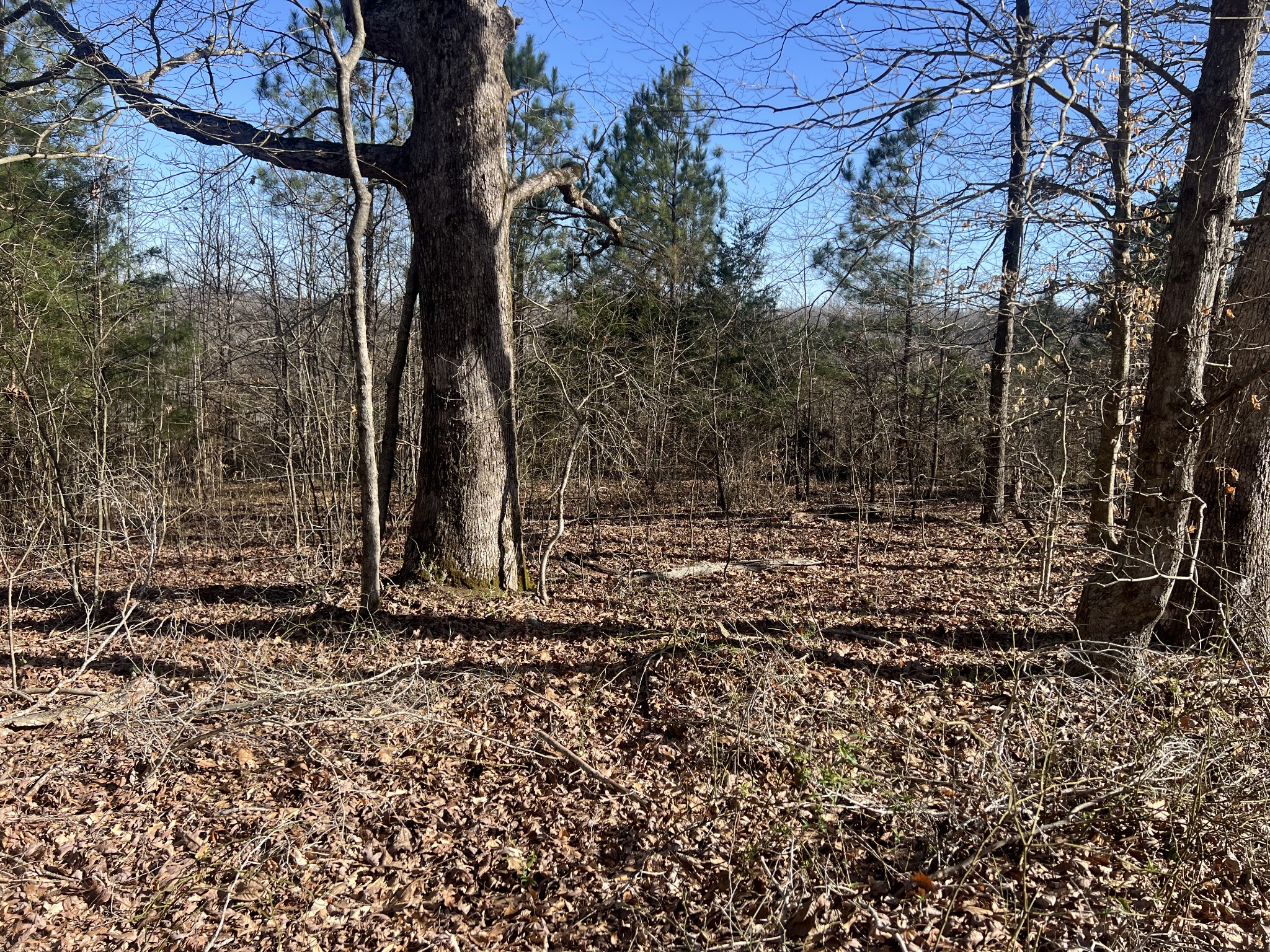 0 Blooming Grove Road Five Points, TN 38457 - Photo 5 of 12 a view of a yard with trees