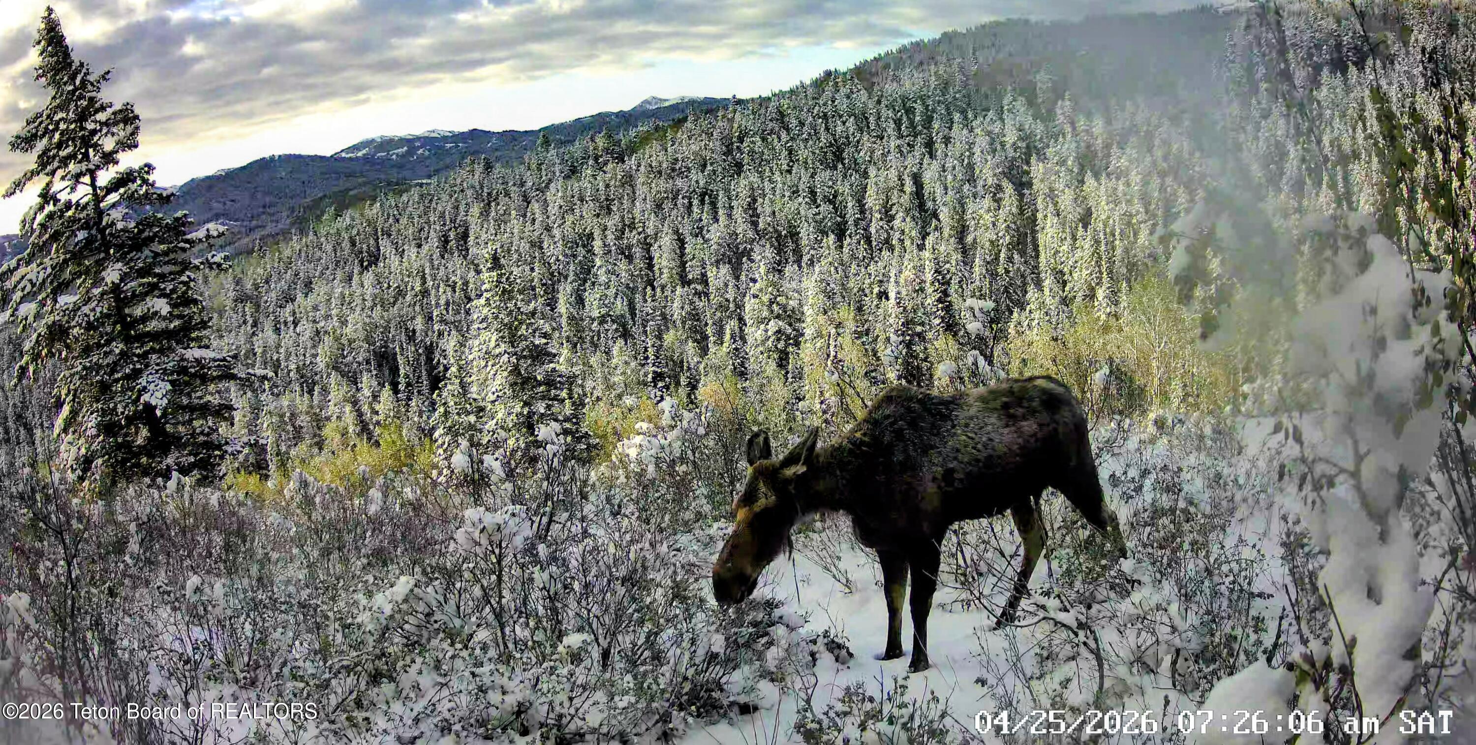 Tbd Lot 5 Tbd Lane Victor, ID 83455 - Photo 10 of 15 Wild_Life