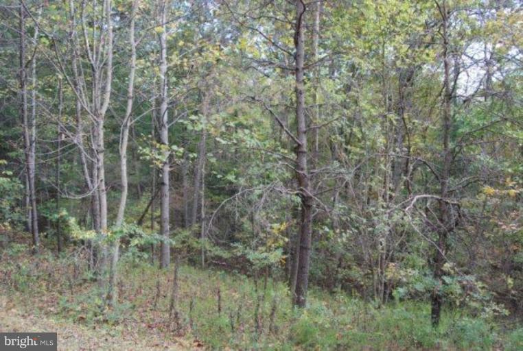 54 Spring Hollow Road Front Royal, VA 22630 - Photo 17 of 17 Wooded View / Acreage