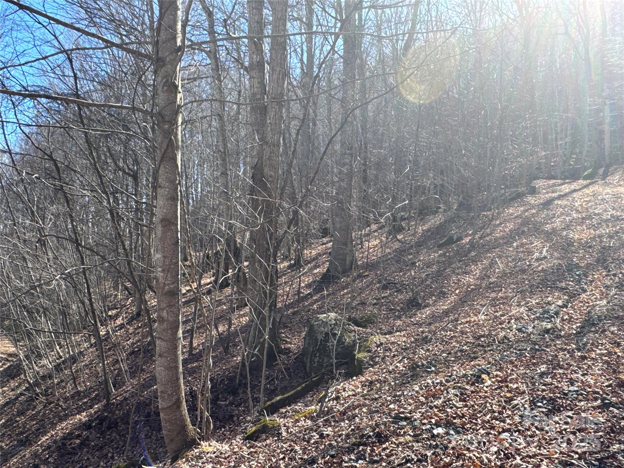 0 Beech Thicket Springs Road, Unit 41 Bakersville, NC 28705 - Photo 12 of 22 a view of a forest that has large trees