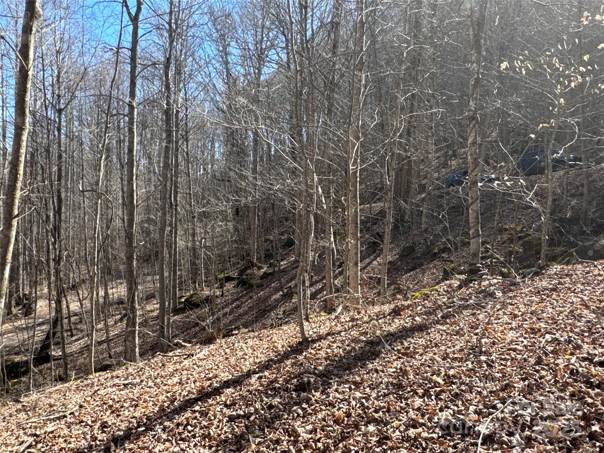 0 Beech Thicket Springs Road, Unit 41 Bakersville, NC 28705 - Photo 13 of 22 a view of a forest filled with trees