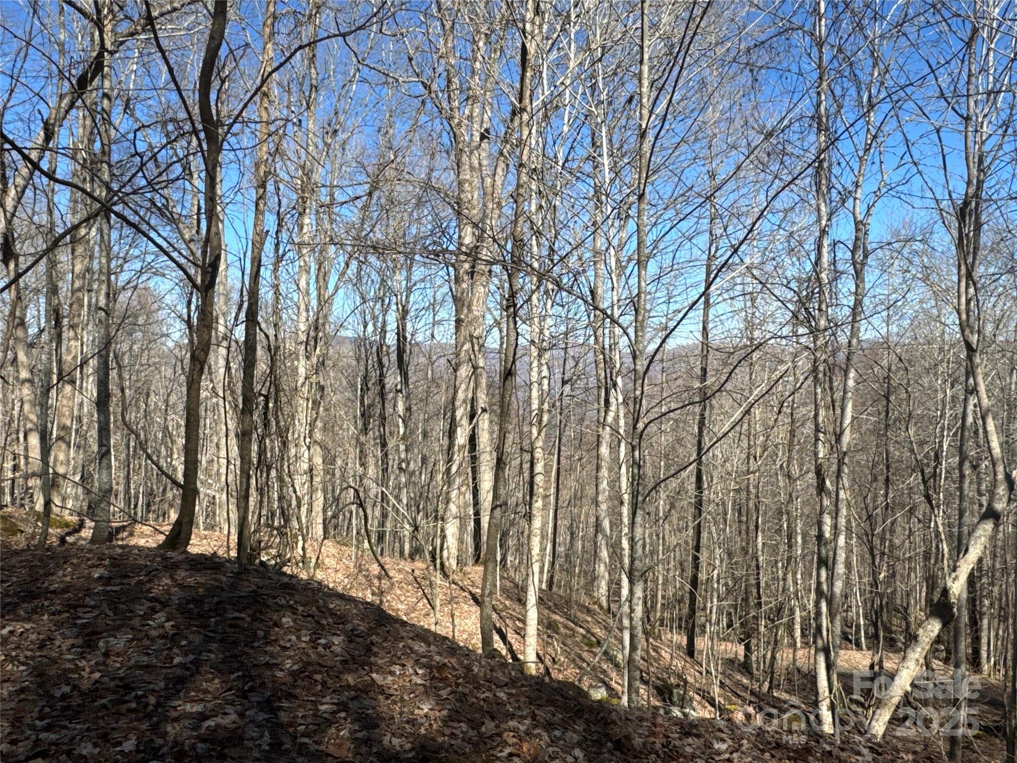 0 Beech Thicket Springs Road, Unit 41 Bakersville, NC 28705 - Photo 4 of 22 a view of a yard with large trees