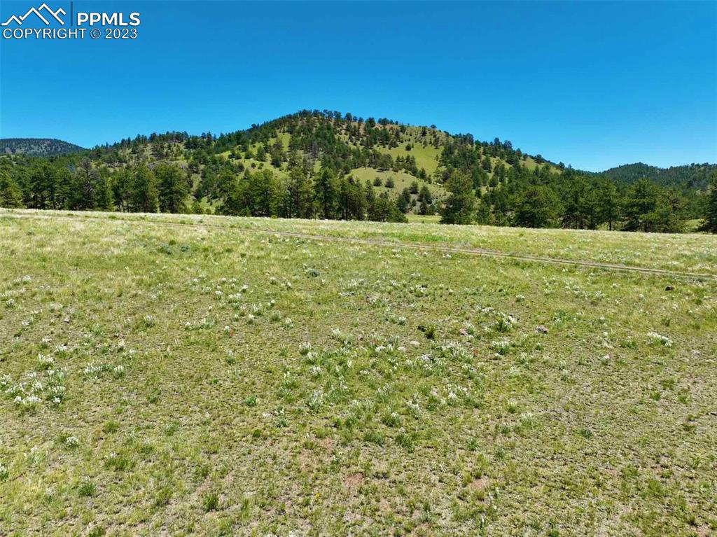 Elk Mountain Road Guffey, CO 80820 - Photo 8 of 39 a view of a yard with a tree
