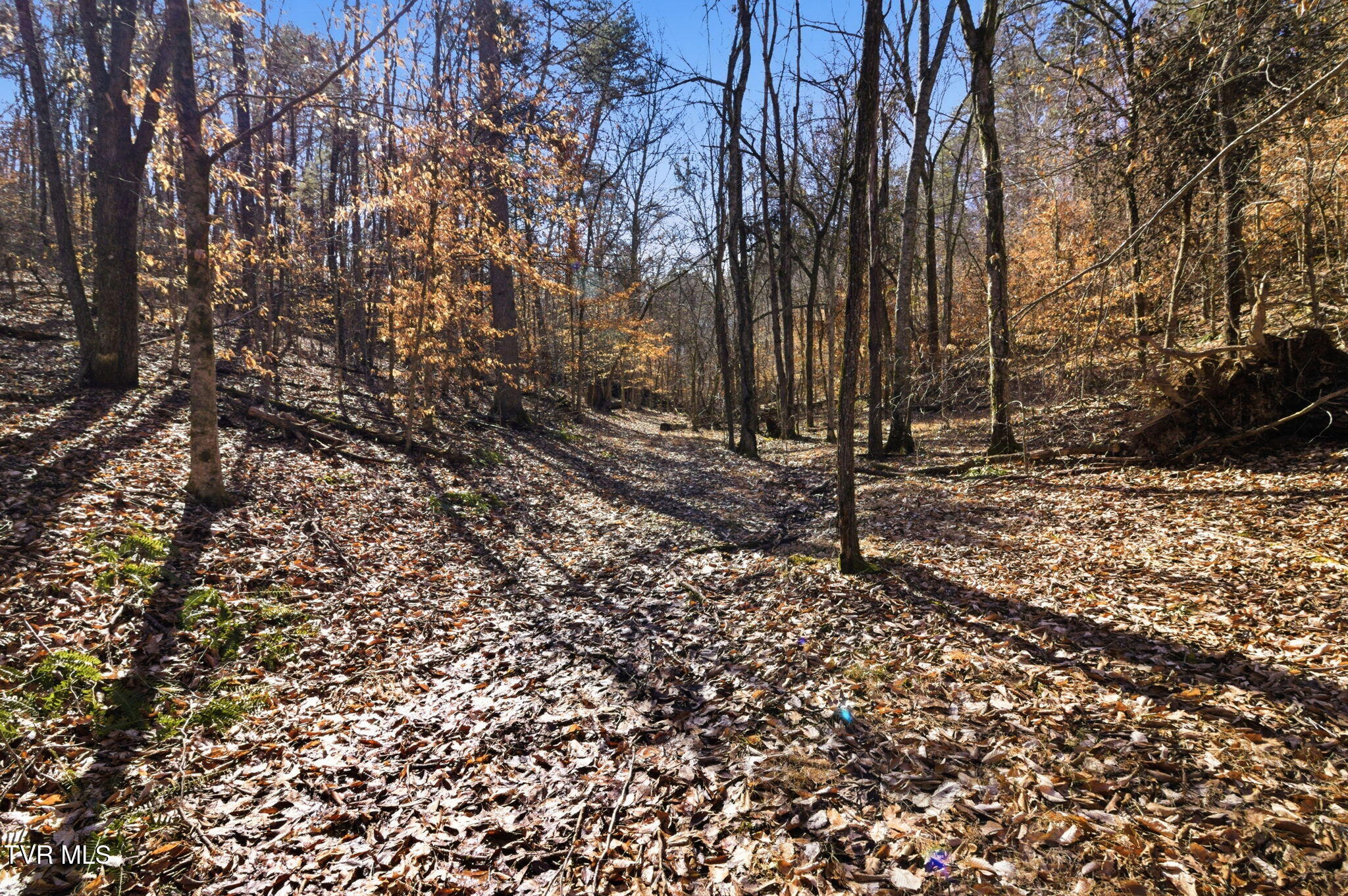 1470 Snake Hollow Road Greeneville, TN 37743 - Photo 6 of 14 8-web-or-mls-DZ3A5293